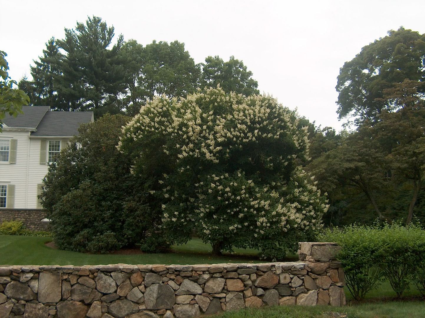 best tree hydrangea for zone 5b?